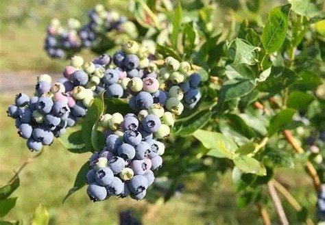 Vaccinium corymbosum 'Mirtillo' - Fürtös áfonya