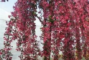 Malus ‘Royalty’ Pendula – vöröslevelű díszalma 100+ cm