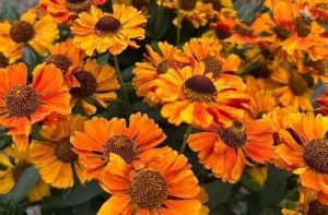 Helenium - Napfényvirág D14