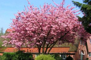 Prunus serrulata 'Amanogawa' - Oszlopos japán díszcseresznye 220+cm magastörzsre oltott