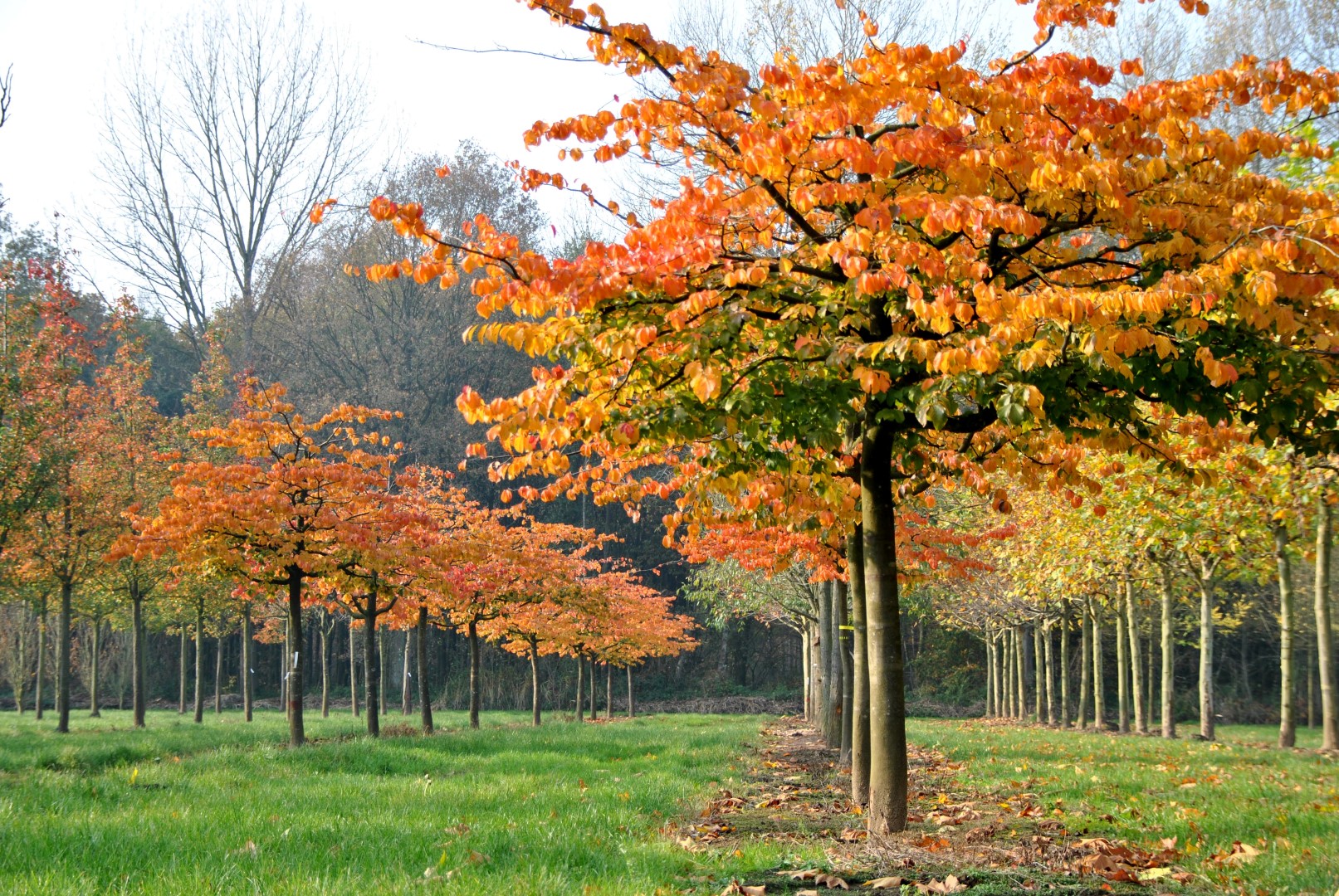 Parrotia persica - Perzsa varázsfa 200+cm