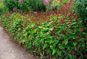 Persicaria affinis – Keserűfű D14