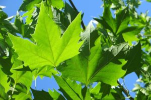 Platanus acerifolia – Platán 100+ cm
