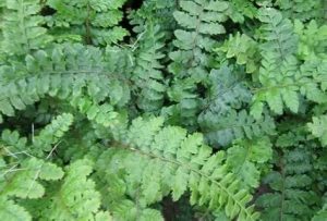 Polystichum polyblepharum – Vesepáfrány D14