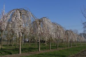 Prunus × yedoensis 'Shidare-Yoshino' - Csüngő cseresznye 160+cm