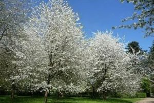 Prunus avium 'Plena' - Teltvirágú díszcseresznye 250+cm