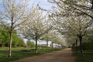 Prunus avium 'Plena' - Teltvirágú díszcseresznye 250+cm