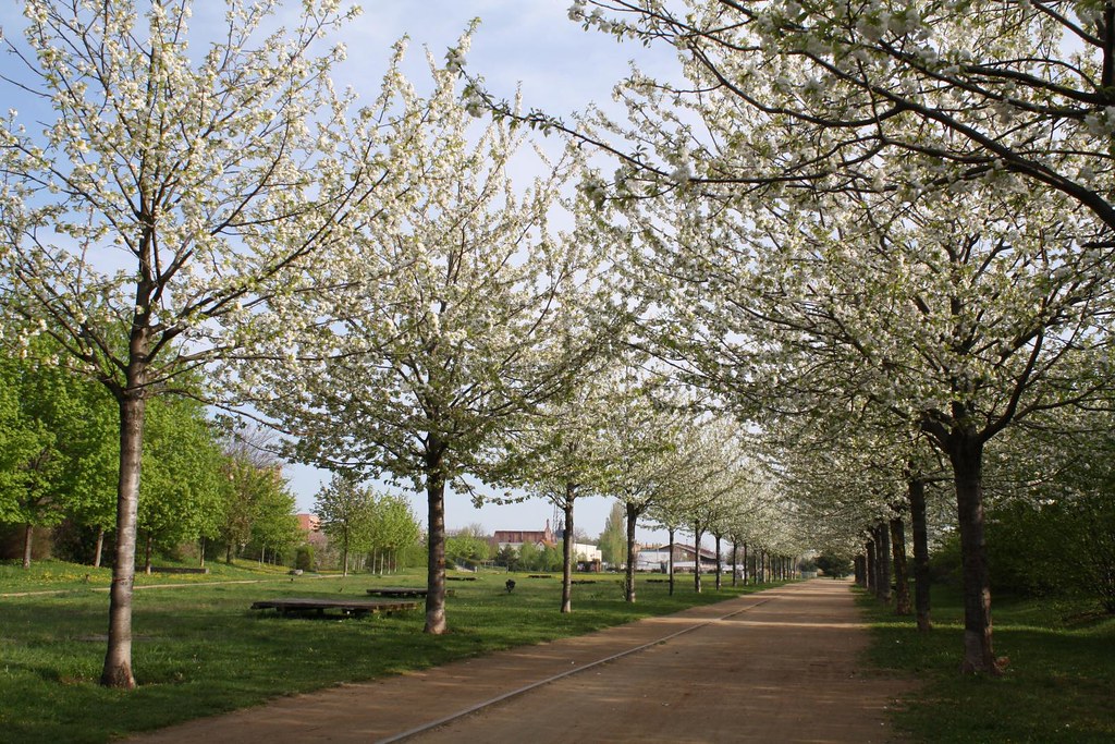 Prunus avium 'Plena' - Teltvirágú díszcseresznye 250+cm