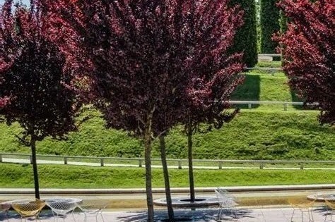 Prunus cerasifera 'Nigra' - Vérszilva 200+cm koronás