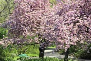 Prunus cerasifera 'Woodii' - Vérszilva 150+cm