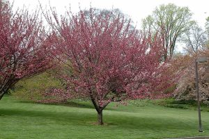Prunus serrulata 'Royal Burgundy' - Vöröslevelű japán díszcseresznye 220+cm