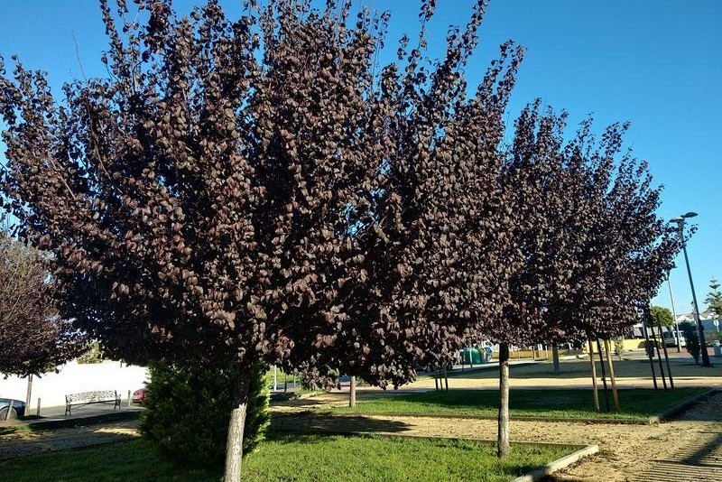Prunus virginiana 'Schubert' - Zelnicemeggy 200+cm