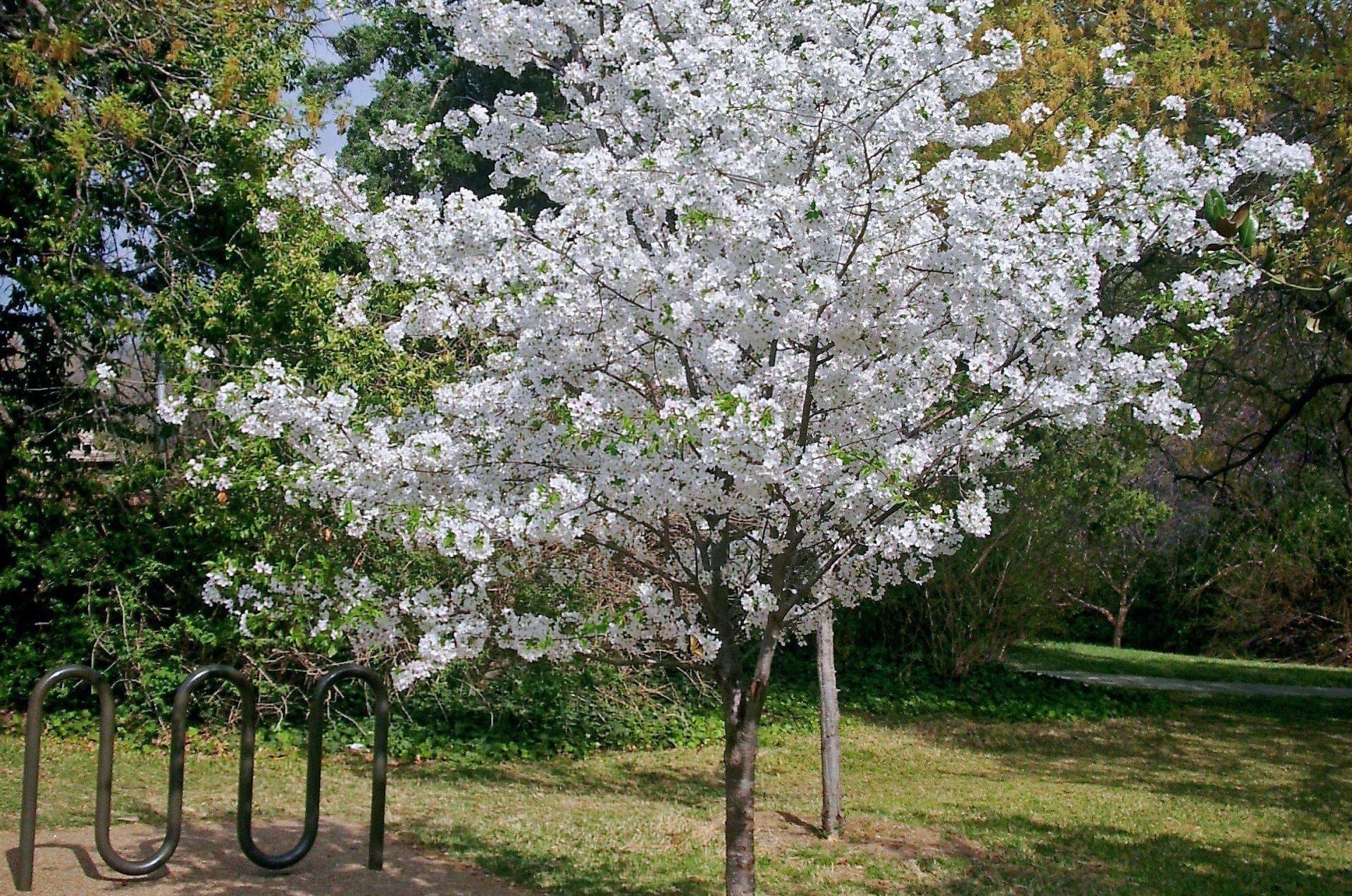 Prunus 'Shidare Yoshino' - Fehér virágú díszcseresznye 180+cm