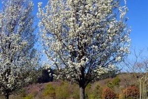 Pyrus calleryana ‘Chanticleer’ – Kínai díszkörte 200+cm