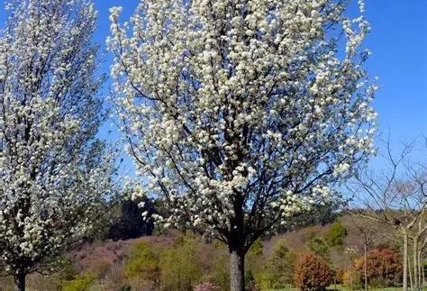 Pyrus calleryana ‘Chanticleer’ – Kínai díszkörte 200+cm