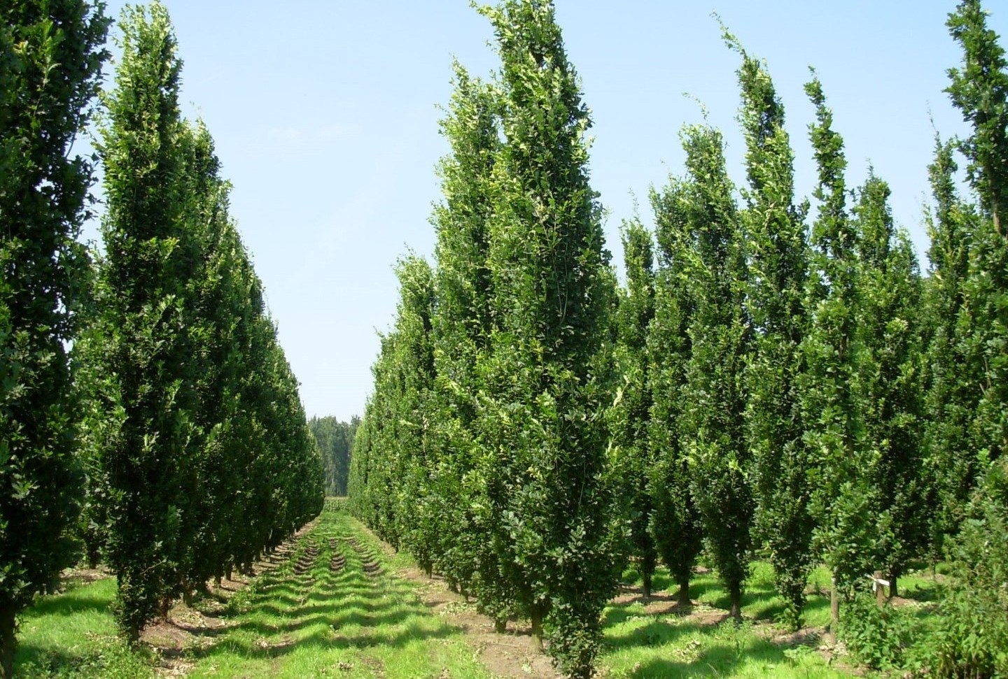 Quercus robur 'Fastigiata Koster' – Oszlopos kocsányos tölgy 250+cm