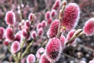 Salix gracilistyla 'Mount Aso' – Magastörzsű rózsaszín fűz 100 cm