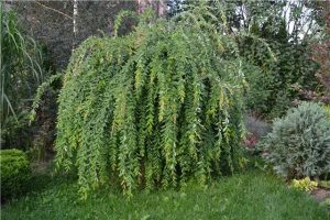 Salix integra 'Pendula' – Japán fűz 150 cm