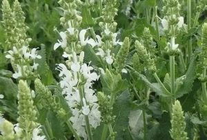 Salvia nemorosa 'Sensation Compact White' - Ligeti zsálya D14