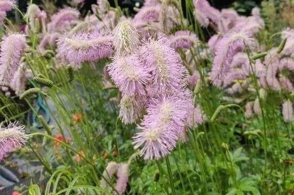 Sanguisorba 'Pink Brushes' – Vérfű D14