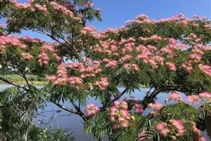 Albizia julibrissin - Selyemakác 180+cm