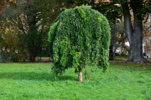 Sophora japonicum 'Pendula' - Csüngő japánakác 200+ cm