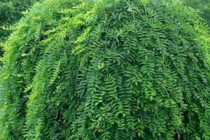 Sophora japonicum 'Pendula' - Csüngő japánakác 110+ cm