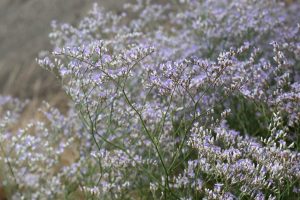 Limonium latifolium - Széleslevelű sóvirág csp 9x9