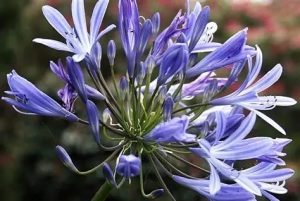 Agapanthus africanus - Szerelemvirág D14