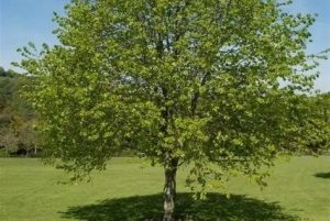 Tilia cordata - Kislevelű hárs 190+ cm