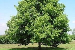 Tilia platyphyllos - Nagylevelű hárs 200+ cm