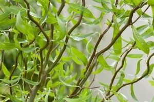 Salix babylonica 'Tortuosa' - Spirálfűz 200+ cm