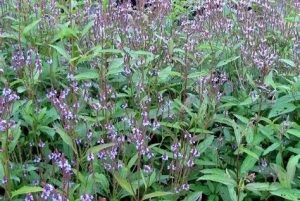 Verbena hastata 'Blue Spires' – Dúsvirágú verbéna csp 9x9
