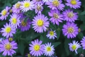 Aster ageratoides 'Ezo Murazaki' - Őszirózsa D14