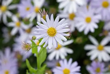 Kalimeris incisa 'Blue Star' - Japán őszirózsa csp 9x9