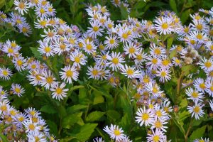 Aster ageratoides 'Asran' halványlila - Őszirózsa, gerebcsin csp 9x9