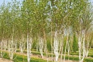 Betula utilis (jacquemontii) 'Doorenbos' - Himalájai nyír 180+ cm