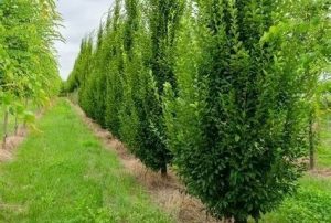 Carpinus betulus 'Fastigiata' - Oszlopos növekedésű gyertyán 180+cm