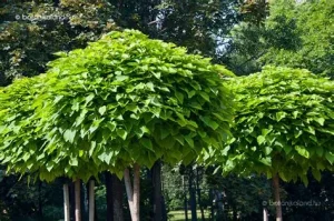 Catalpa bignonioides - Szívlevelű szivarfa 200+ cm