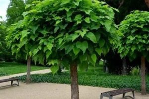 Catalpa bignonioides 'Nana' - Gömbkoronájú szivarfa 200+ cm