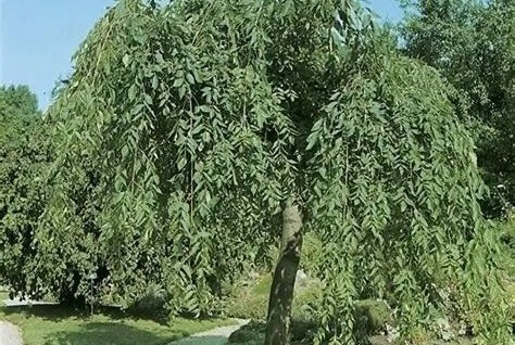 Fraxinus excelsior 'Monophylla Pendula' - Csüngő kőris 210+ cm