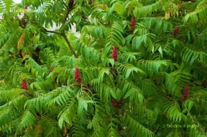 Rhus - Ecetfa 230+cm