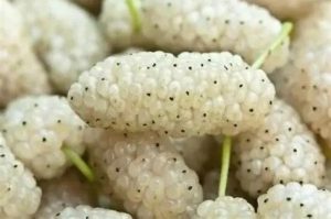 Morus alba 'Eldorado' - Fehér eperfa 150+ cm