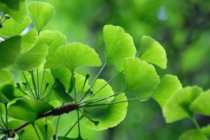 Ginkgo biloba - Páfrányfenyő 200+ cm