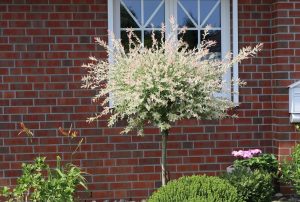 Salix integra 'Hakuro-Nishiki' – Fehér-rózsaszín tarka levelű japán fűz 150 cm /erősebb törzsű/