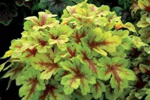 Heucherella 'Mojito' – Turbáncső D14