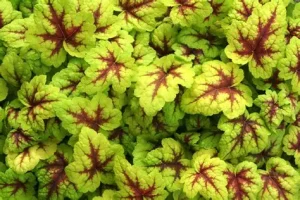 Heucherella 'Stoplight' - Tűzeső D14