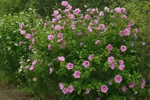 Hibiscus syriacus - Mályvacserje /Törzsesfa/ 100+ cm (több színben)