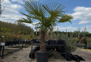 Chamaerops excelsa - Kínai kenderpálma