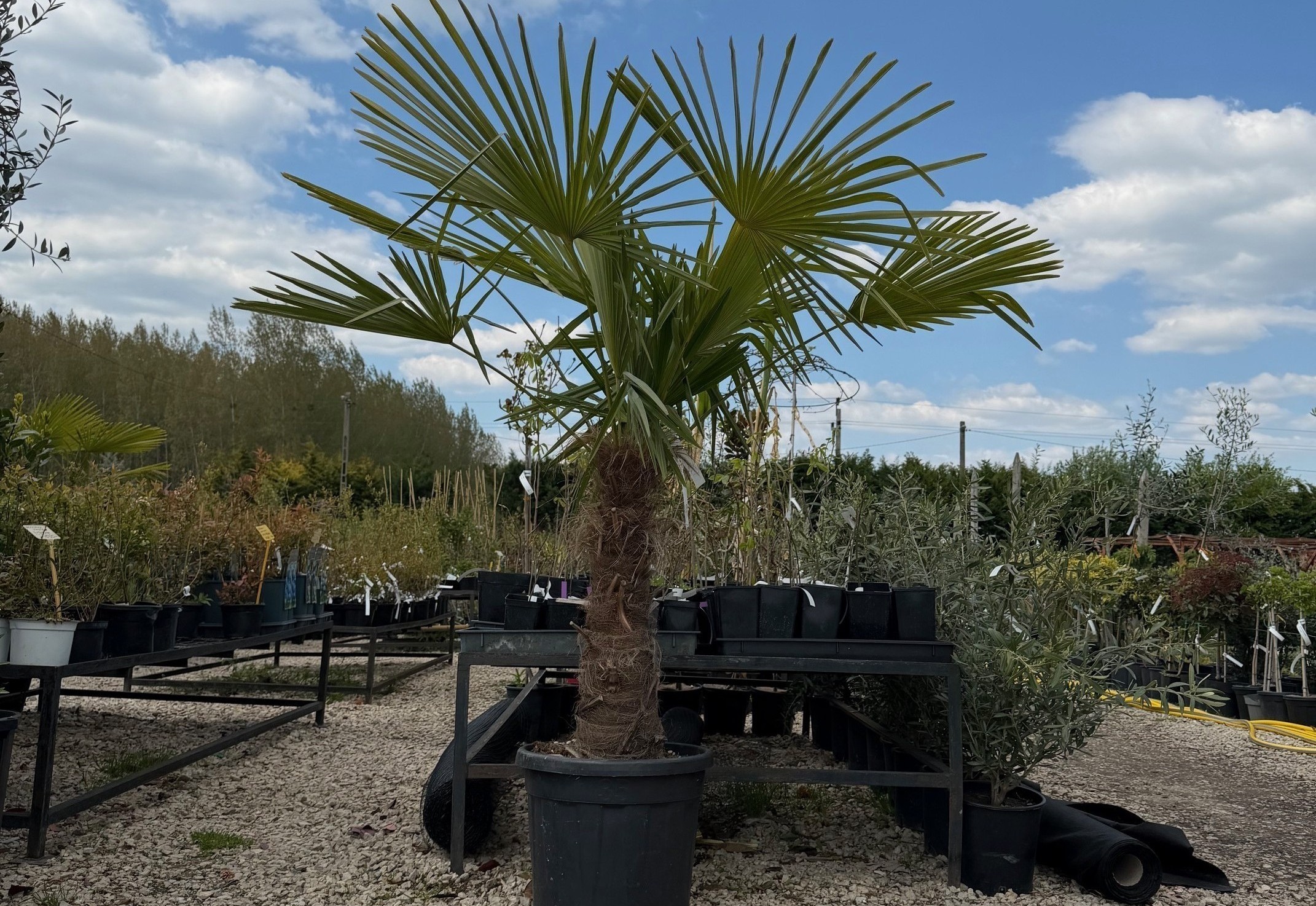 Chamaerops excelsa - Kínai kenderpálma